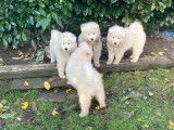 Chiots Samoyède