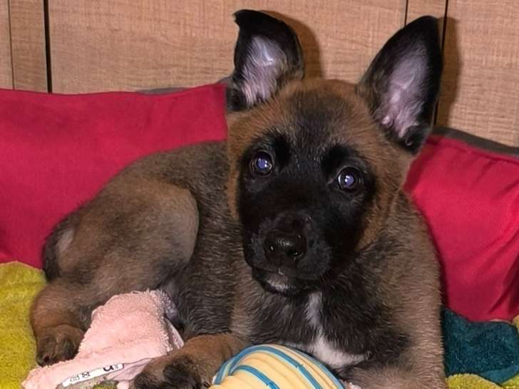 Petit mâle toujours disponible très actif et adorable, il va sur 8 semaines le 18/11/24. N'hésitez pas à consulter ma page Élevage des Shenzi ou 0497/665569
