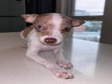 Femelle Chihuahua bleu merle à vendre