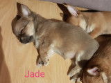 Chiots Chihuahua &agrave; vendre
