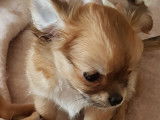 Chiots Chihuahua &agrave; vendre