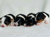 Chiots Biewer Terrier disponible