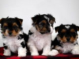Chiots Biewer Terrier disponible