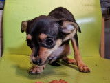 Chiots de race Chihuahua à vendre (4 femelles)