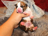 Chiots American Staffordshire LOF à vendre
