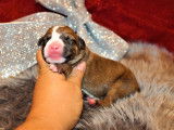 Chiots American Staffordshire LOF à vendre