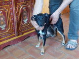 Disponible à l'adoption, chiot mâle Pinscher Nain