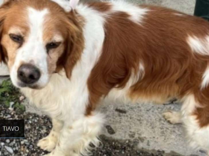 En attente d'adoption : chien marron et blanc