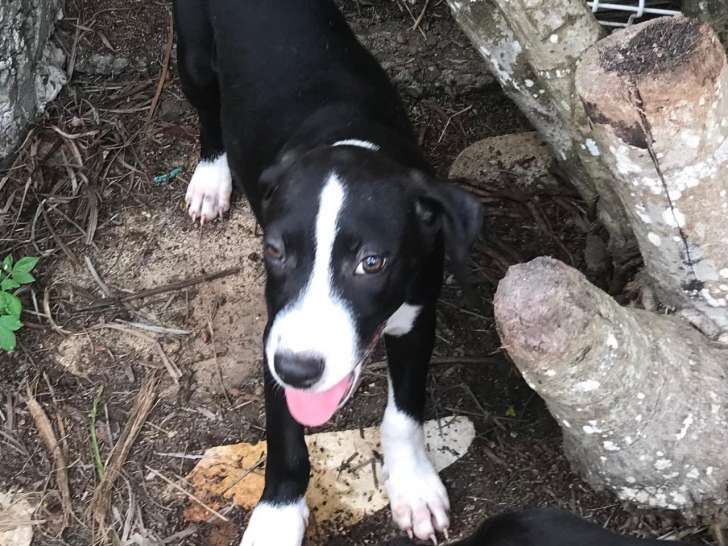 Disponible à l'adoption : chiot femelle de 5 mois