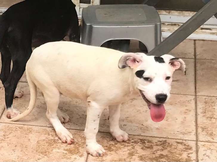 En attente d'adoption : chiot femelle de 5 mois