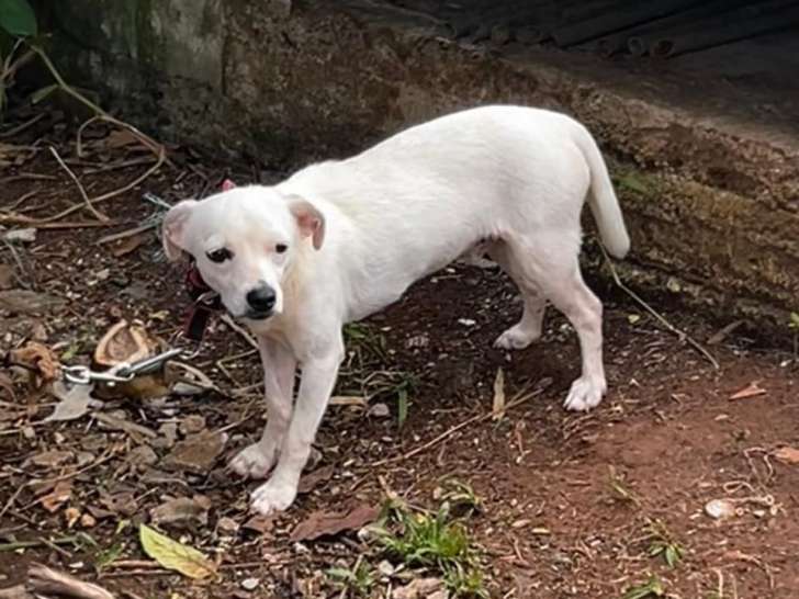 À la recherche d’une famille : chiot mâle de 8 mois
