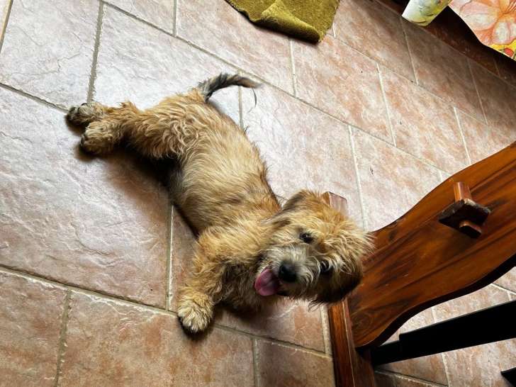Chiot mâle disponible à l'adoption