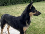 À adopter : chienne de 2 ans