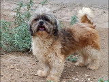 Chienne Shih Tzu adulte prête pour l'adoption