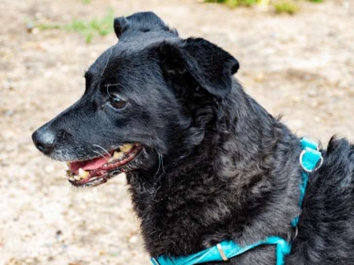 Chien noir en quête d’un foyer