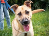 Chien fauve à la recherche d'une famille