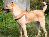 Chien fauve à la recherche d'une famille