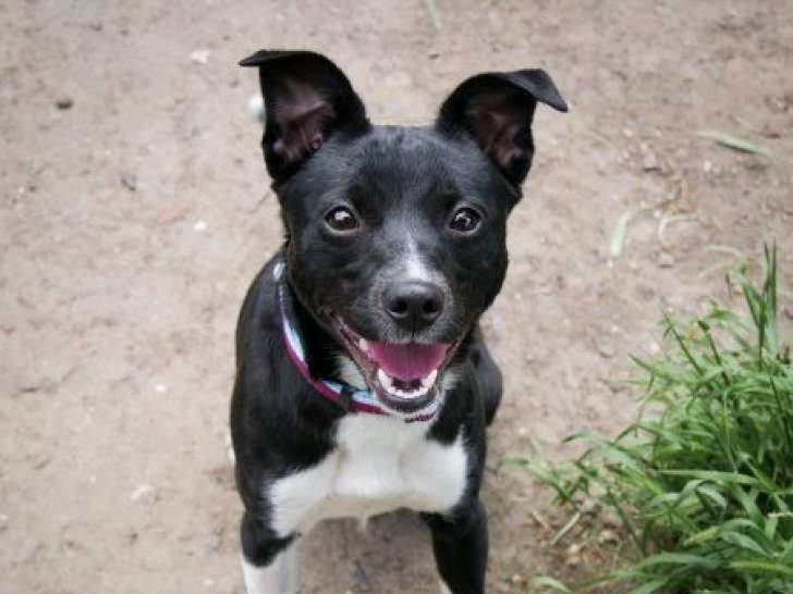 À adopter, chienne noir et blanc
