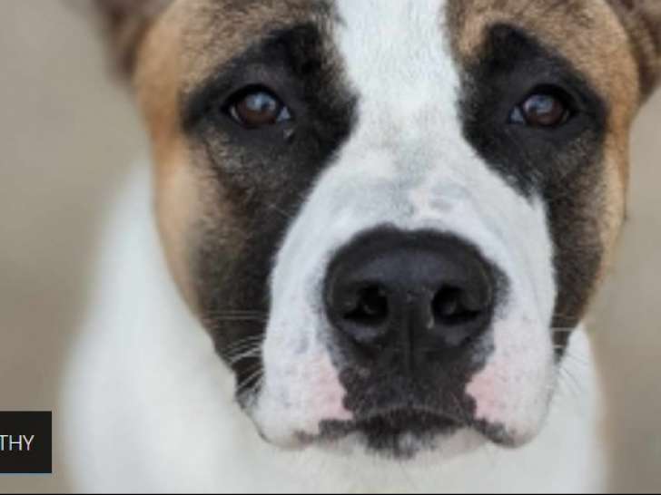 Disponible à l'adoption, chien tricolore