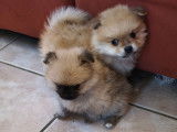 Chiots Loulou de Poméranie à vendre
