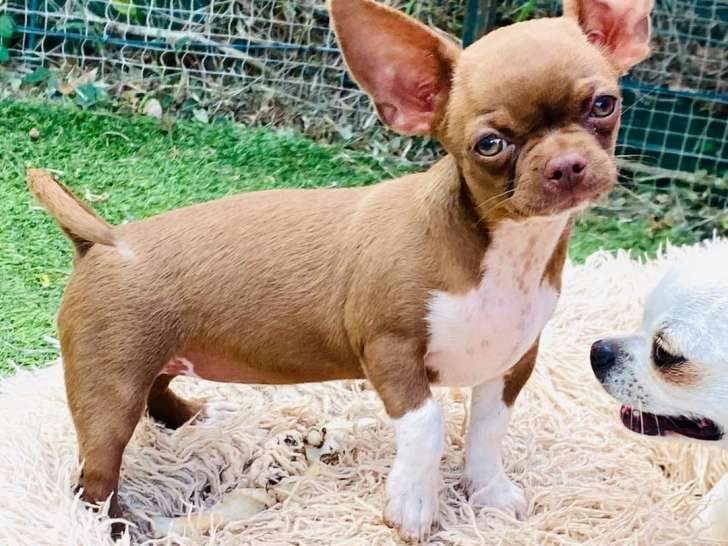 Femelle Chihuahua LOF de 1 an à vendre