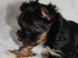 Chiots Yorkshire Terrier non LOF à vendre