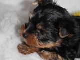Chiots Yorkshire Terrier non LOF à vendre