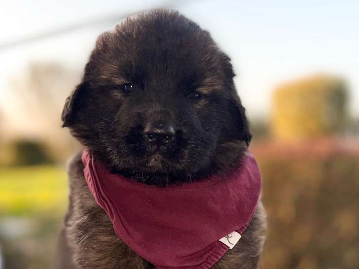Chiots de race Leonberg à vendre (6 femelles & 5 mâles)