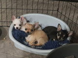 Magnifique chiots Chihuahua à poil court LOF à vendre