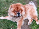 Mâle Chow Chow disponible pour saillie