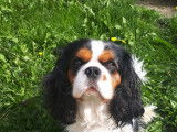 Magnifique Mâle Cavalier King Charles tricolore disponible pour saillie