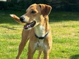 Noisette, gentille chienne à adopter