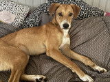 Noisette, gentille chienne à adopter
