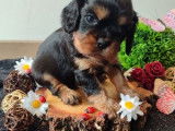 Magnifiques chiots Cavalier King Charles LOF à vendre