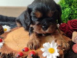 Magnifiques chiots Cavalier King Charles LOF à vendre
