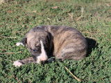 Jolis chiots Whippet LOF à vendre