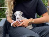 Chiots Whippets LOF à vendre