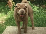 Titan, mâle Shar-Peï lilac brush disponible pour saillie