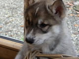 Chiots Husky Sibérien à réserver