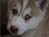 Chiots Husky Sibérien à réserver