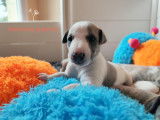 Magnifique chiot Whippet LOF à vendre