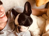 Smoothie, mâle Bouledogue Français disponible pour saillie