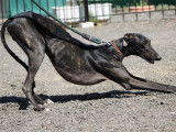Rass sculptural Galgo, doux, tranquille et adorable à adopter
