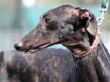 Rass sculptural Galgo, doux, tranquille et adorable à adopter
