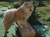 Mâle Eurasier disponible pour saillie
