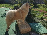 Mâle Eurasier disponible pour saillie