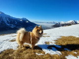 Mâle Eurasier disponible pour saillie