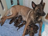 Chiots Berger Belge Malinois à vendre