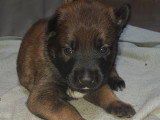 Chiots Berger Belge Malinois à vendre