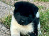 Disponibles à la vente 2 chiots Akita Américains LOF